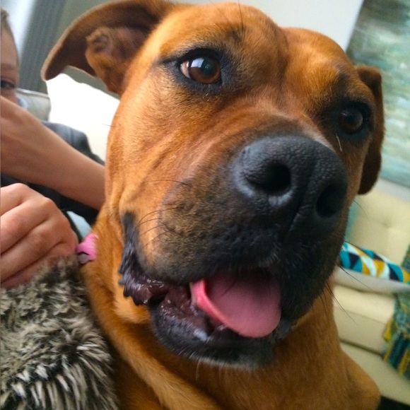 Meet your Posher, Tara - Picture 1 of 1